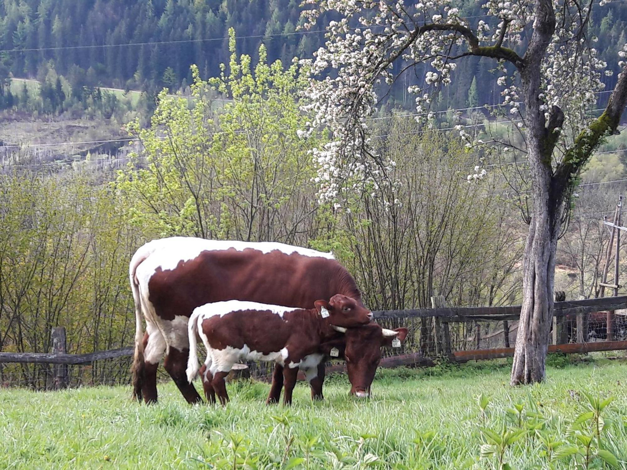 Ferienhaus Lechnerhof 斯拉德明 外观 照片